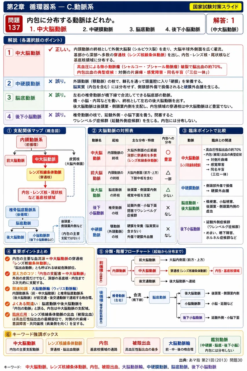 あマ指 第21回(2013) 問題30|内包に分布する動脈はどれか。 解説図