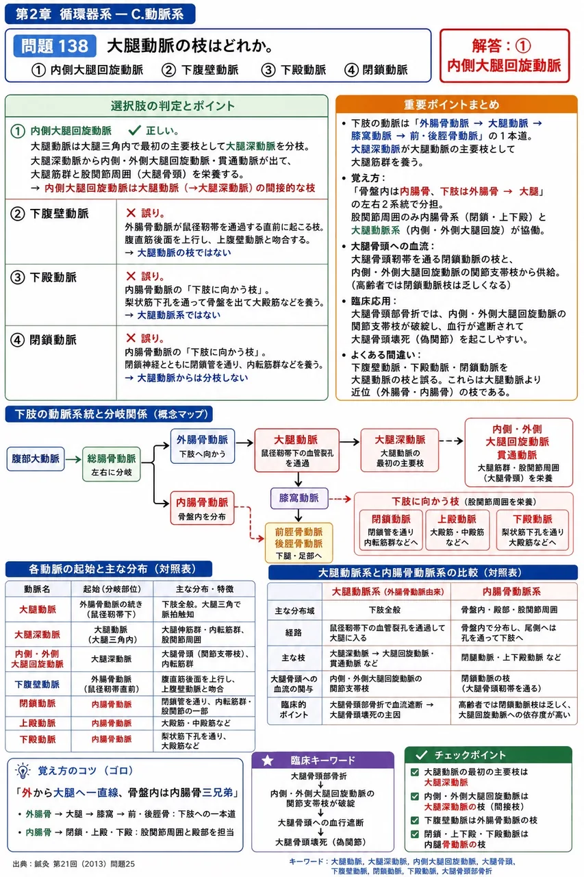 鍼灸 第21回(2013) 問題25|大腿動脈の枝はどれか。 解説図