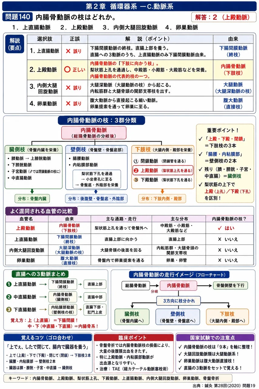 鍼灸 第28回(2020) 問題19|内腸骨動脈の枝はどれか。 解説図