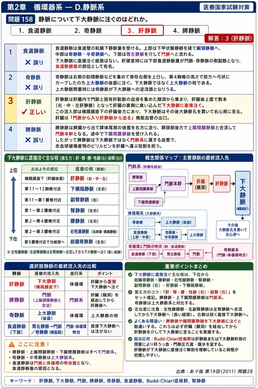 あマ指 第19回(2011) 問題28｜静脈について下大静脈に注ぐのはどれか。 解説図