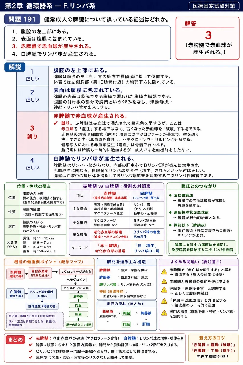 あマ指 第13回(2005) 問題33｜健常成人の脾臓について誤っている記述はどれか。 解説図
