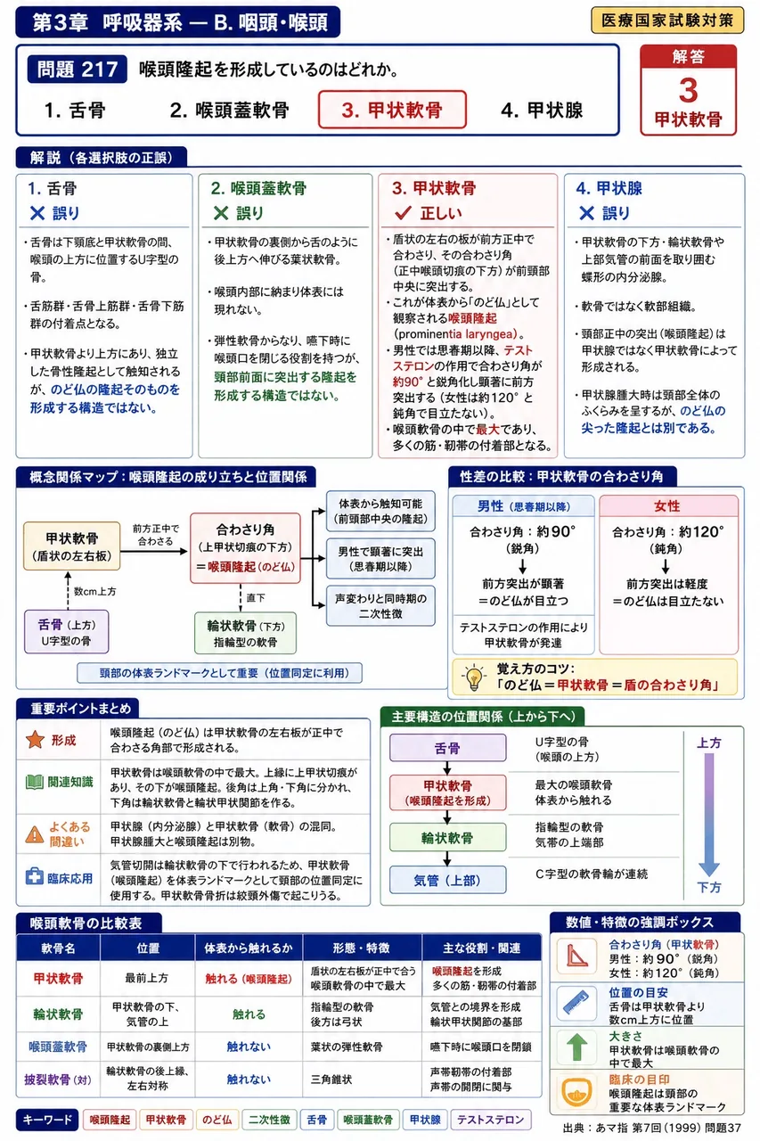 あマ指 第7回(1999) 問題37|喉頭隆起を形成しているのはどれか。 解説図