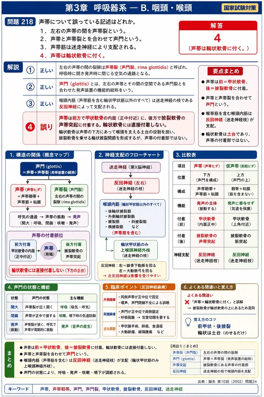 鍼灸 第10回(2002) 問題24|声帯について誤っている記述はどれか。 解説図
