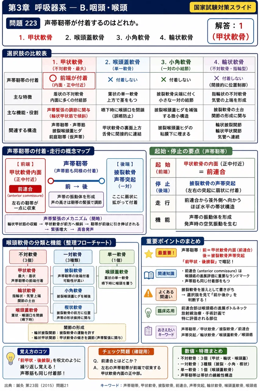 鍼灸 第23回(2015) 問題21｜声帯靭帯が付着するのはどれか。 解説図