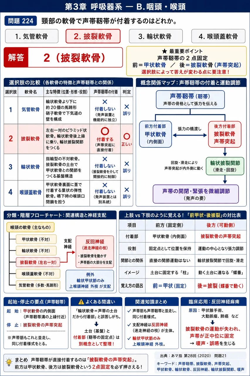 あマ指 第28回(2020) 問題21｜頸部の軟骨で声帯靱帯が付着するのはどれか。 解説図