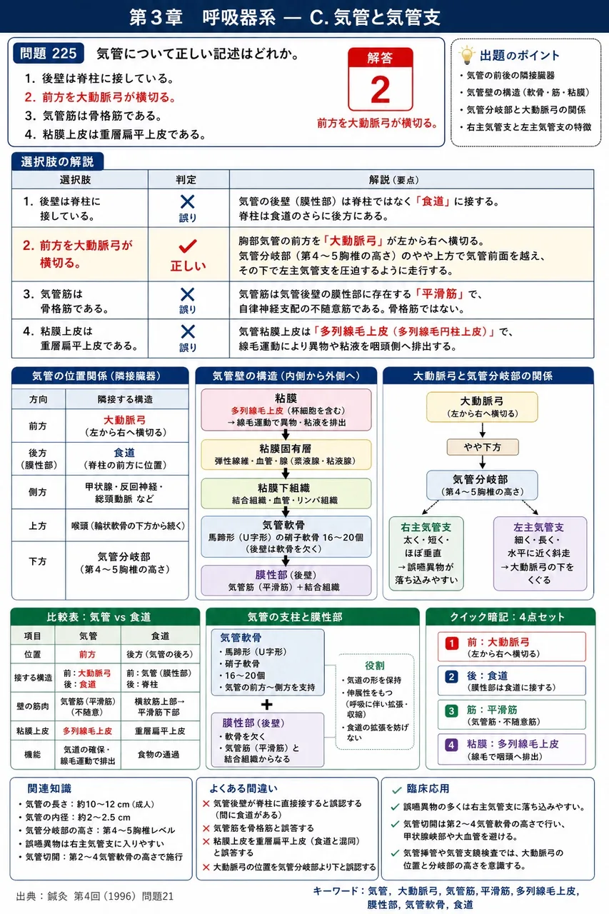 鍼灸 第4回(1996) 問題21｜気管について正しい記述はどれか。 解説図