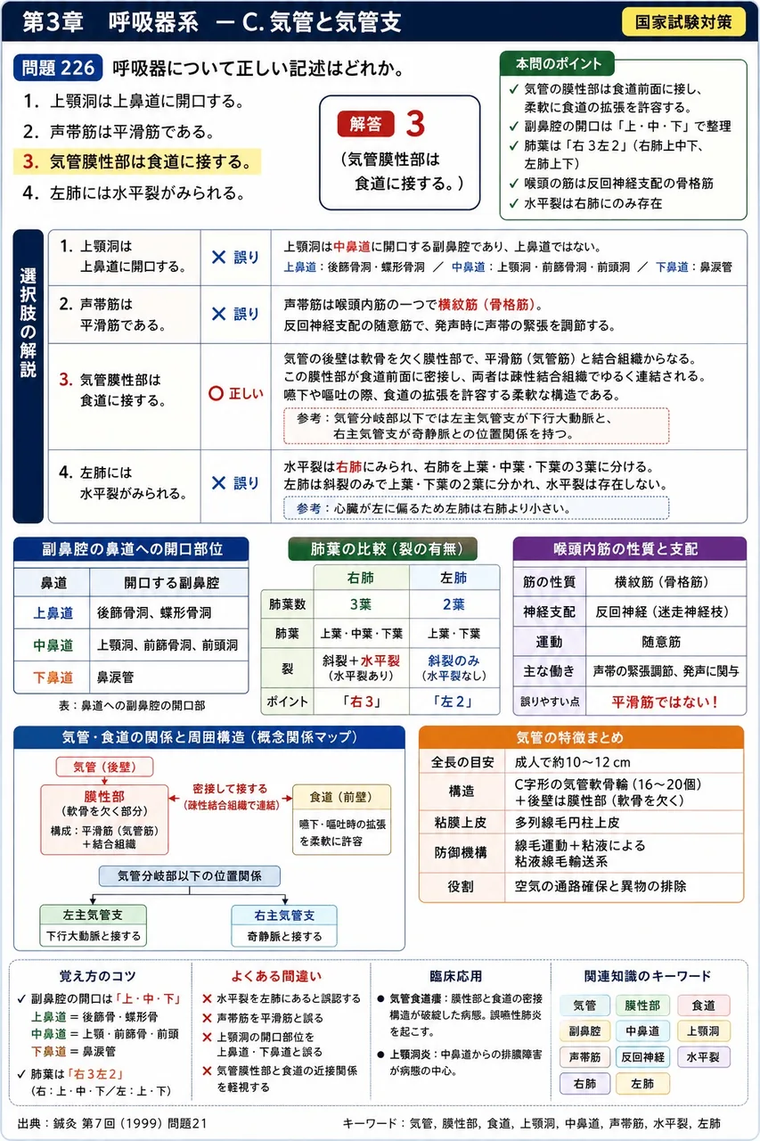 鍼灸 第7回(1999) 問題21｜呼吸器について正しい記述はどれか。 解説図