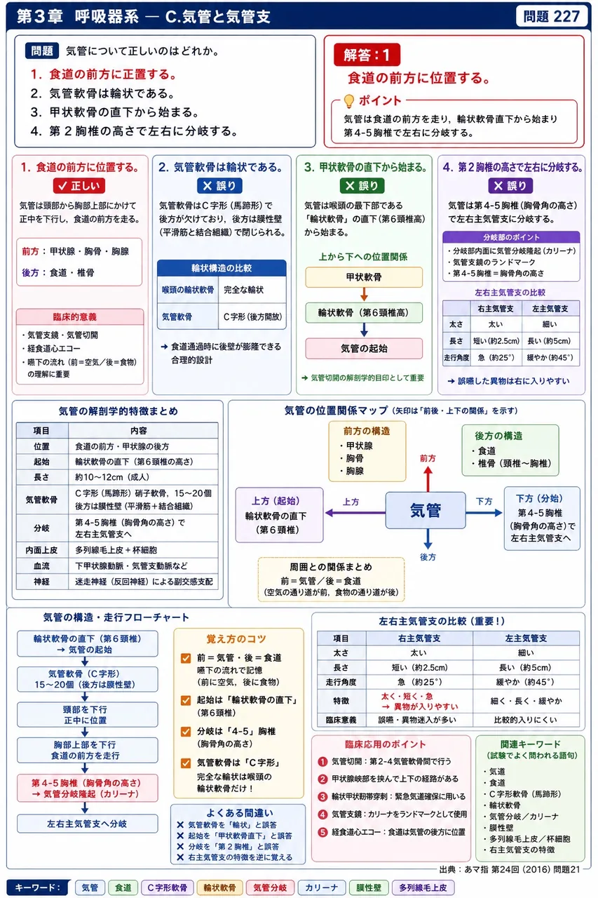 あマ指 第24回(2016) 問題21|気管について正しいのはどれか。 解説図