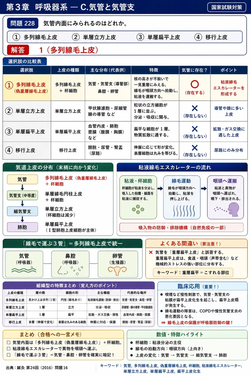 鍼灸 第24回(2016) 問題16｜気管内面にみられるのはどれか。 解説図