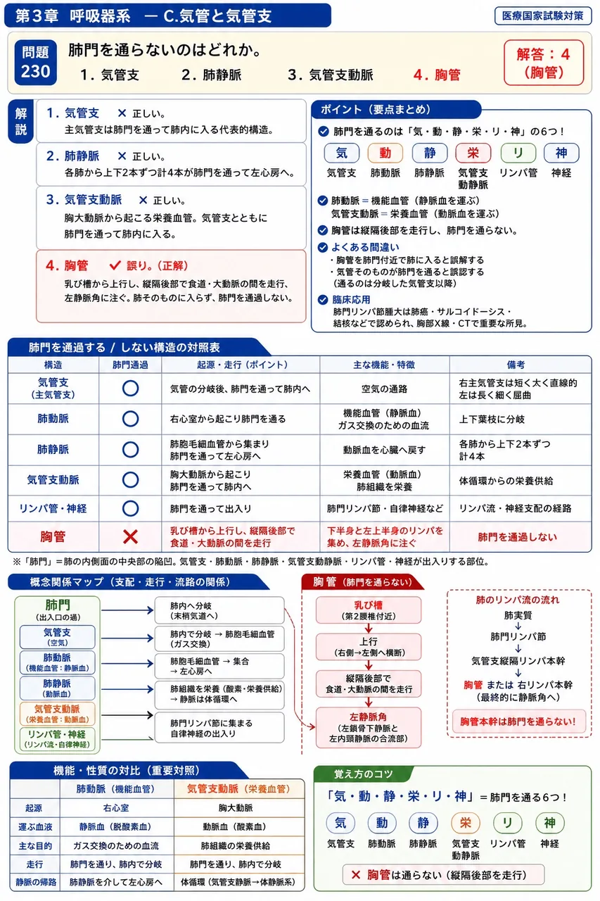 あマ指 第5回(1997) 問題25|肺門を通らないのはどれか。 解説図