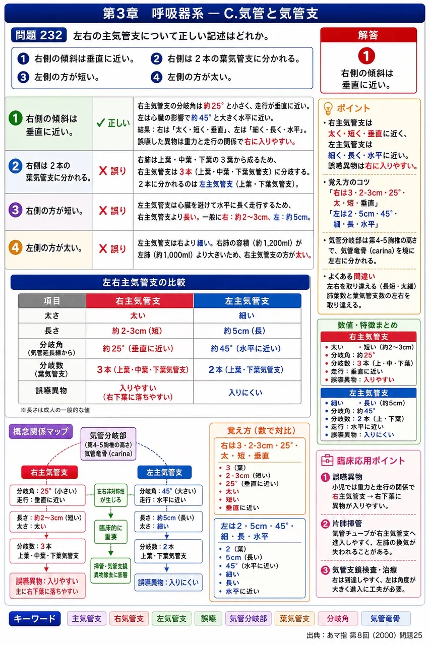 あマ指 第8回(2000) 問題25|左右の主気管支について正しい記述はどれか。 解説図