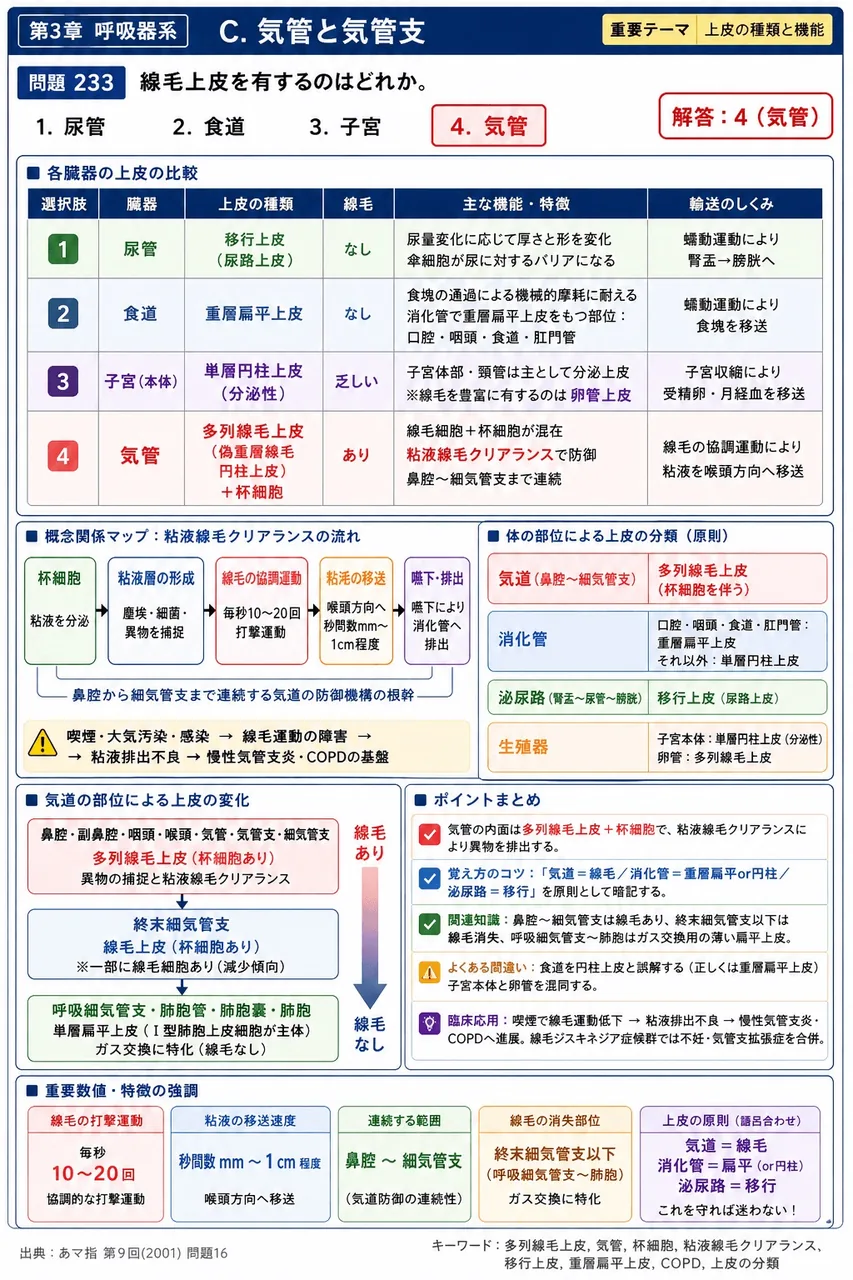 あマ指 第9回(2001) 問題16｜線毛上皮を有するのはどれか。 解説図