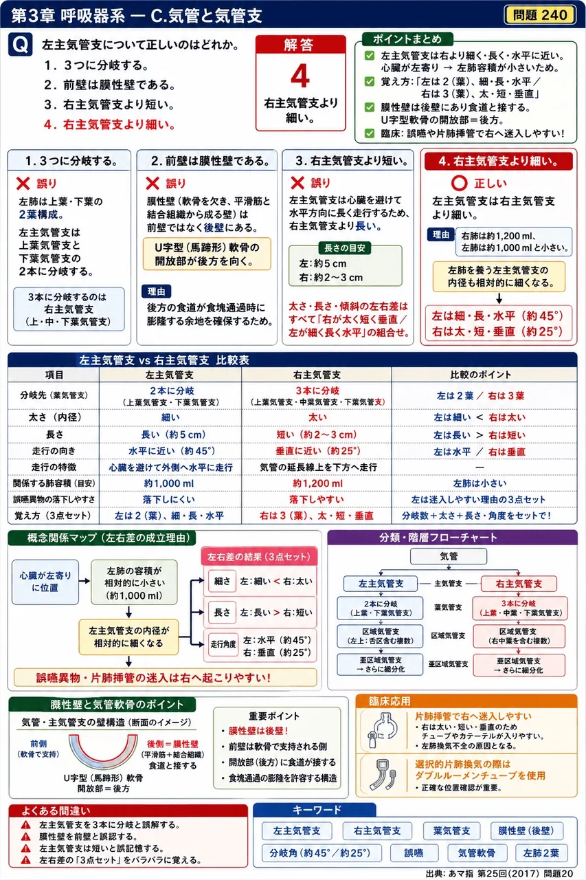 あマ指 第25回(2017) 問題20｜左主気管支について正しいのはどれか。 解説図