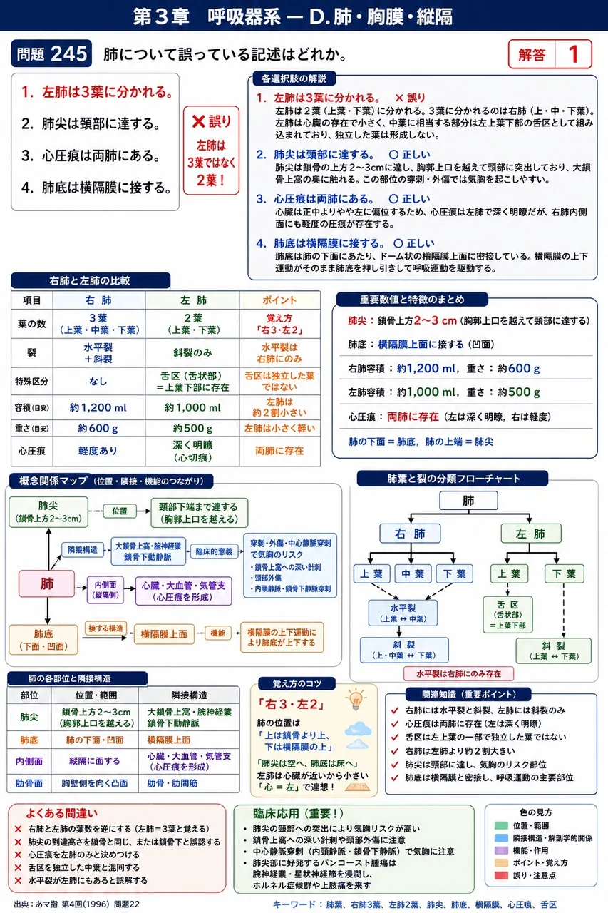 あマ指 第4回(1996) 問題22|肺について誤っている記述はどれか。 解説図