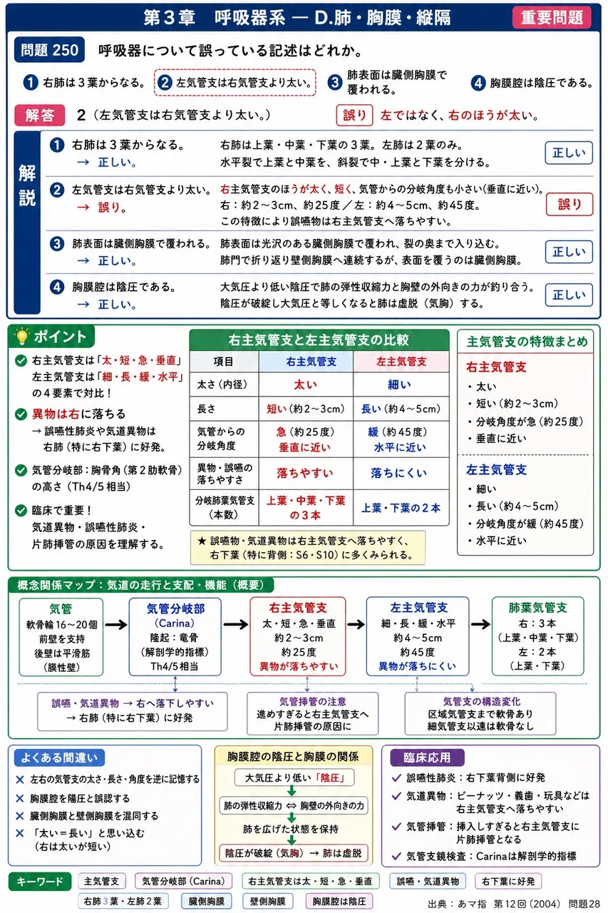 あマ指 第12回(2004) 問題28|呼吸器について誤っている記述はどれか。 解説図