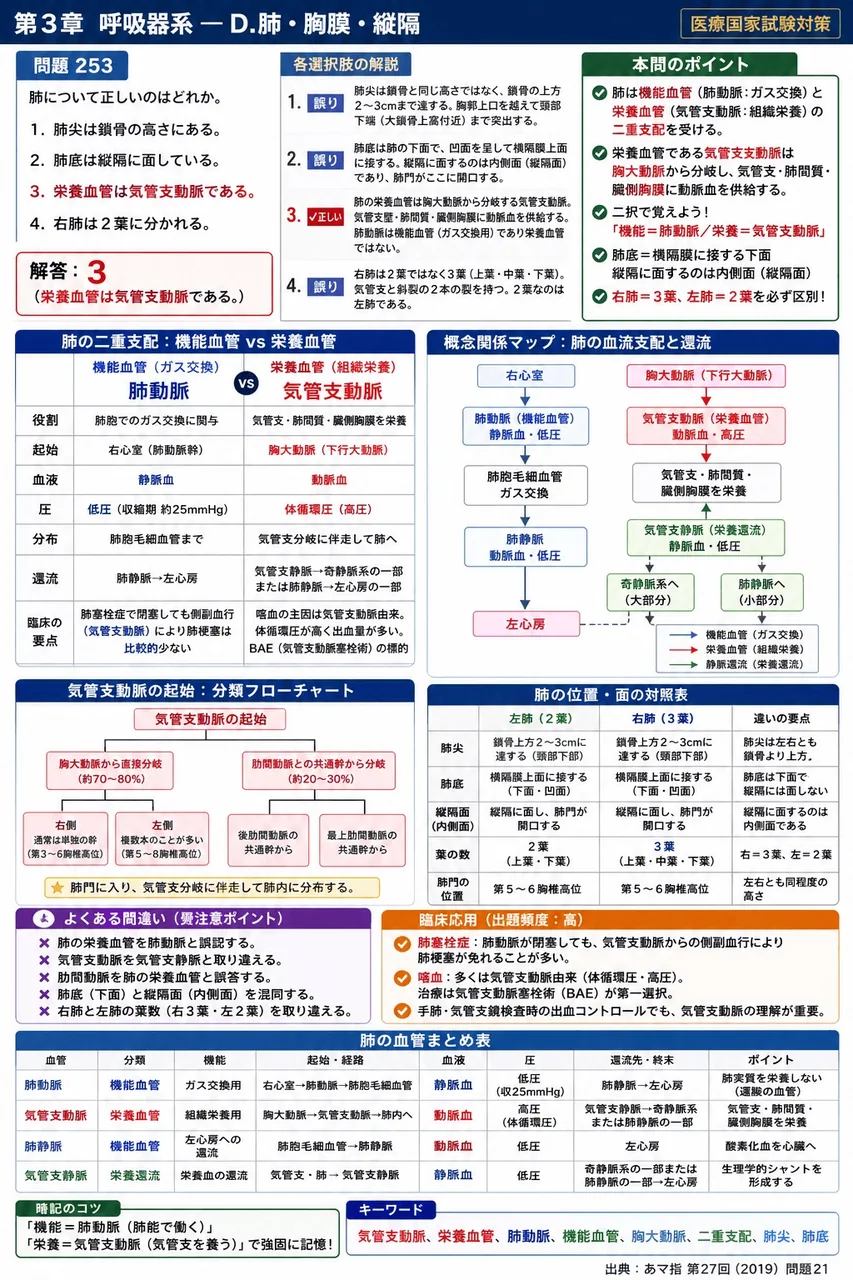 あマ指 第27回(2019) 問題21|肺について正しいのはどれか。 解説図