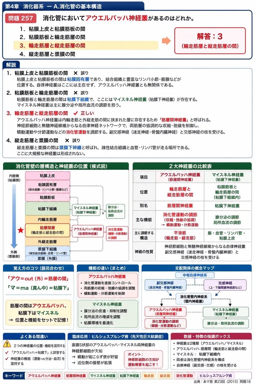 あマ指 第23回(2015) 問題18｜消化管においてアウエルバッハ神経叢があるのはどれか。 解説図