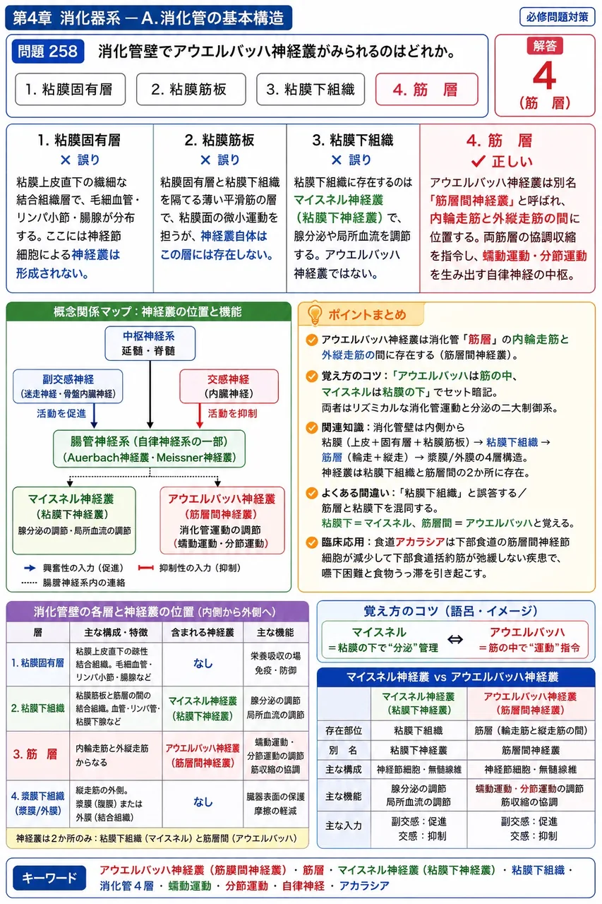 あマ指 第28回(2020) 問題22|消化管壁でアウエルバッハ神経叢がみられるのはどれか。 解説図