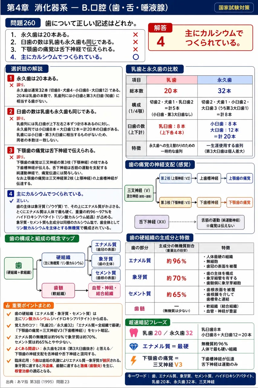 あマ指 第3回(1995) 問題23|歯について正しい記述はどれか。 解説図