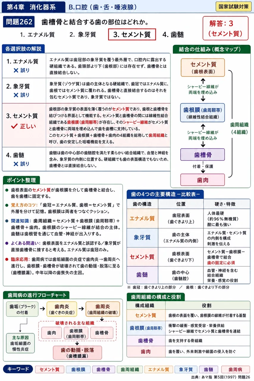 あマ指 第5回(1997) 問題26|歯槽骨と結合する歯の部位はどれか。 解説図