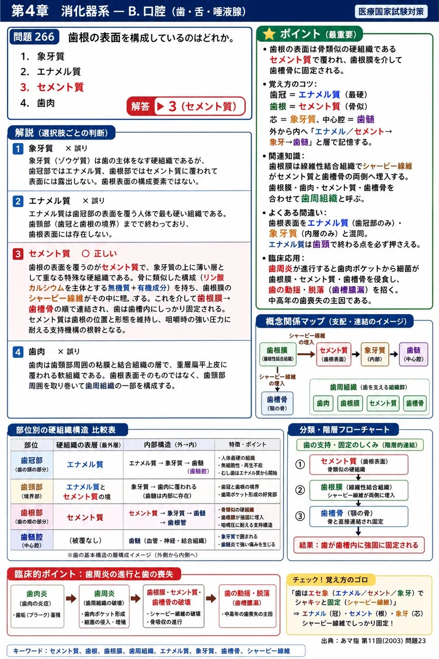 あマ指 第11回(2003) 問題23|歯根の表面を構成しているのはどれか。 解説図