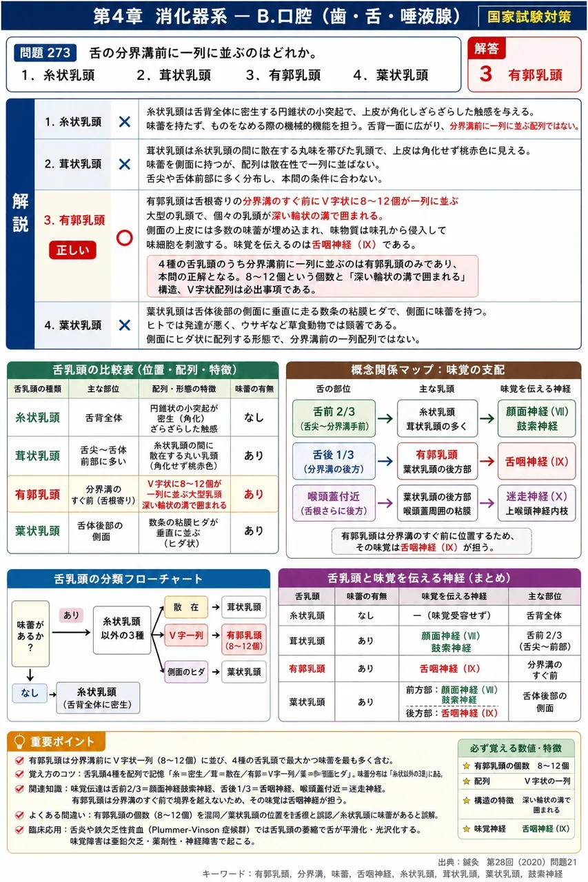 鍼灸 第28回(2020) 問題21|舌の分界溝前に一列に並ぶのはどれか。 解説図