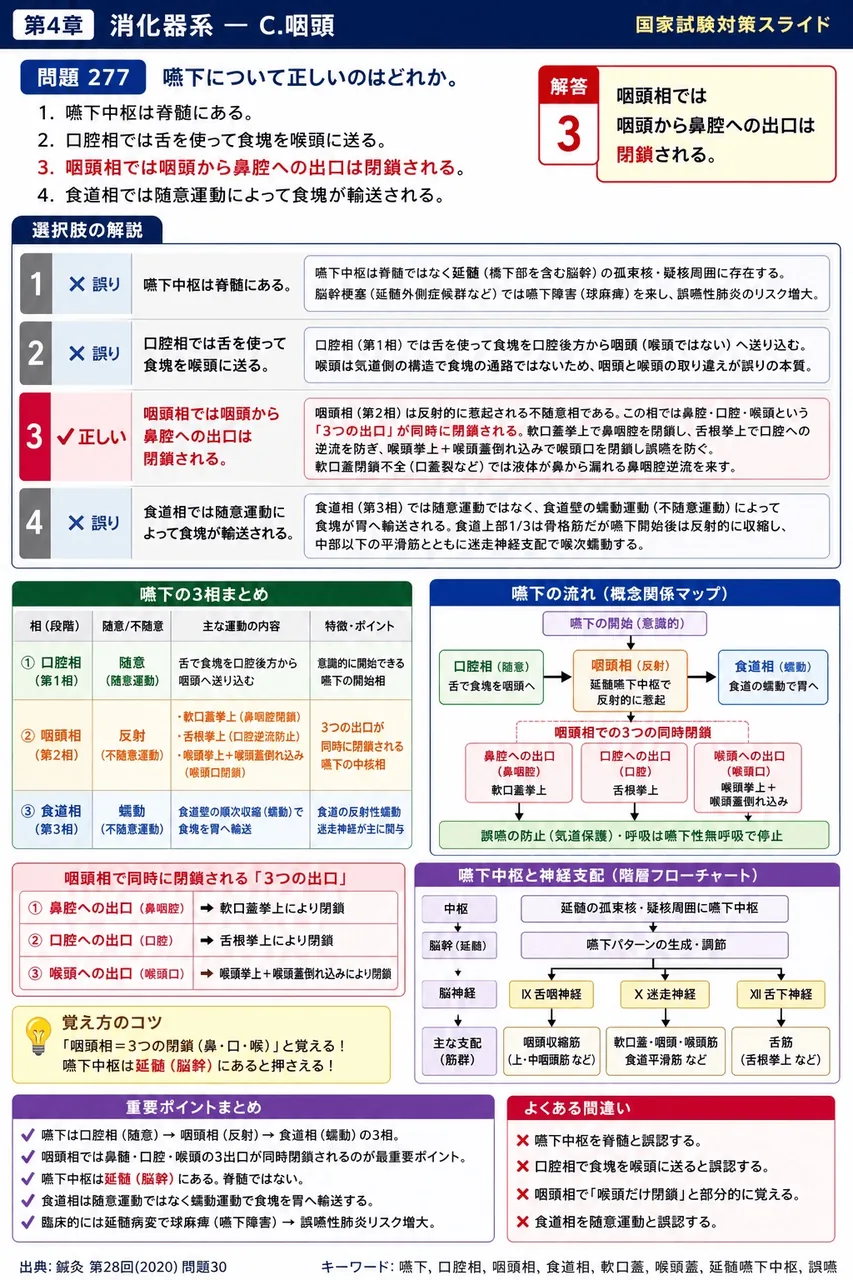 鍼灸 第28回(2020) 問題30｜嚥下について正しいのはどれか。 解説図