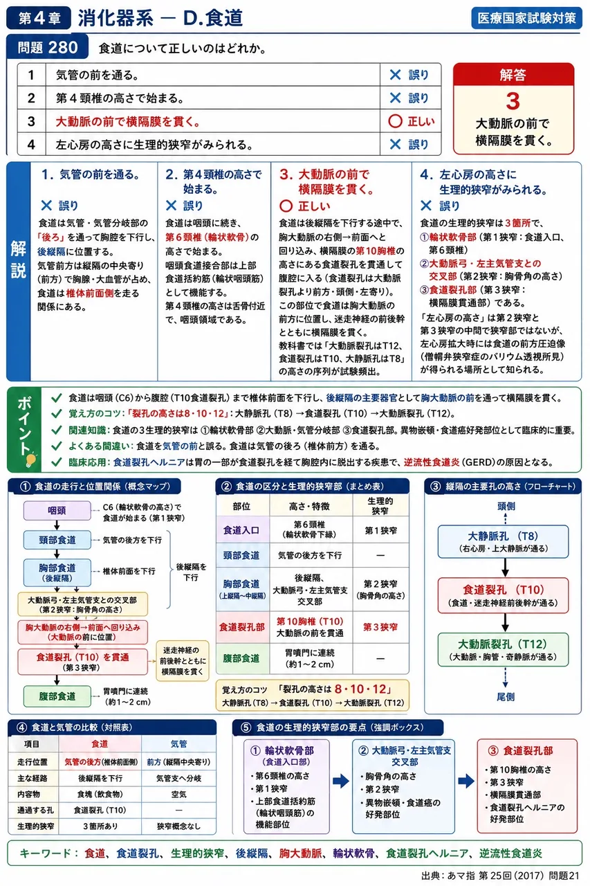 あマ指 第25回(2017) 問題21|食道について正しいのはどれか。 解説図