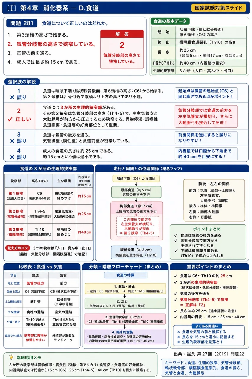 鍼灸 第27回(2019) 問題22｜食道について正しいのはどれか。 解説図