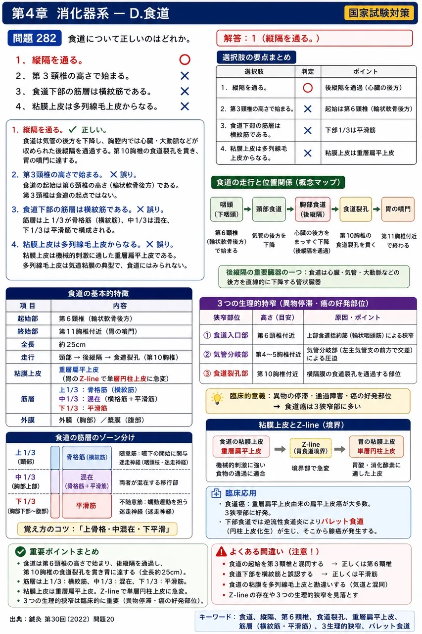 鍼灸 第30回(2022) 問題20｜食道について正しいのはどれか。 解説図