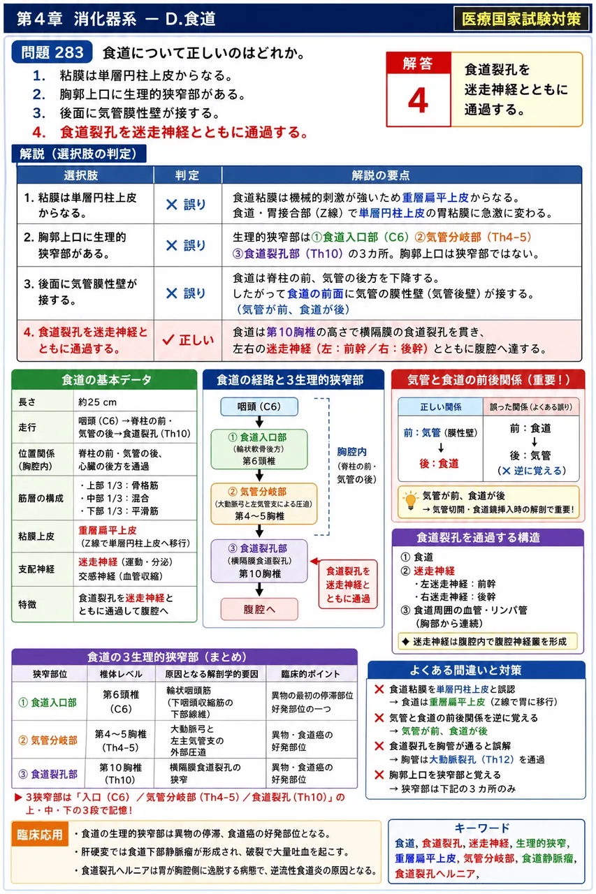あマ指 第32回(2024) 問題20｜食道について正しいのはどれか。 解説図