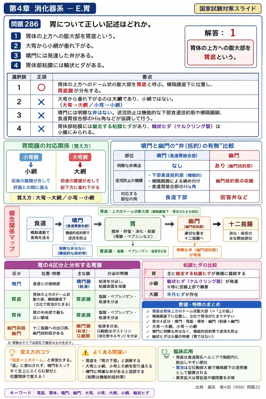 鍼灸 第4回(1996) 問題22｜胃について正しい記述はどれか。 解説図