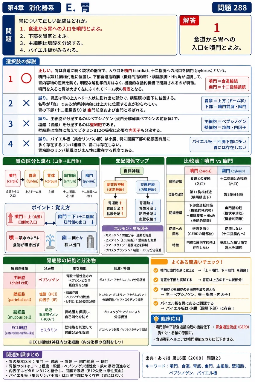 あマ指 第16回(2008) 問題23|胃について正しい記述はどれか。 解説図