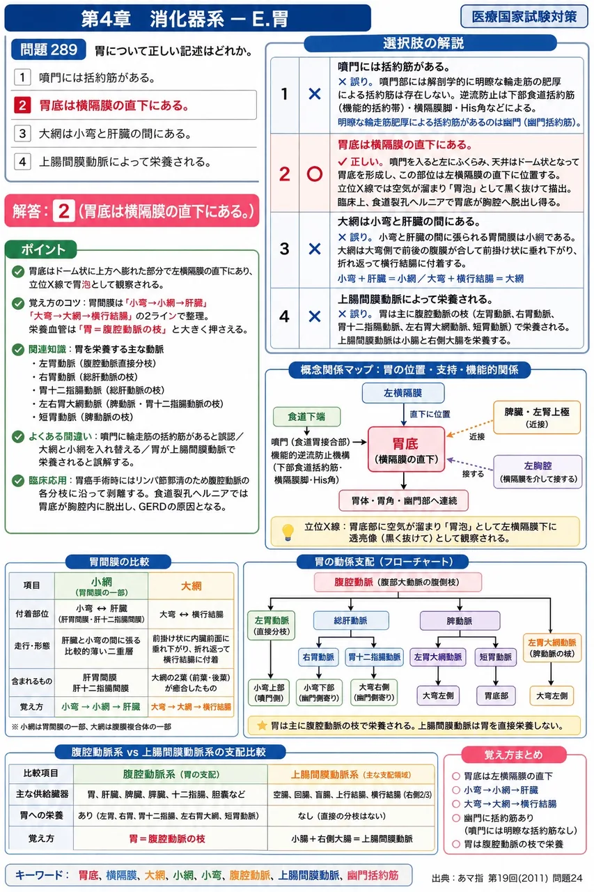 あマ指 第19回(2011) 問題24｜胃について正しい記述はどれか。 解説図