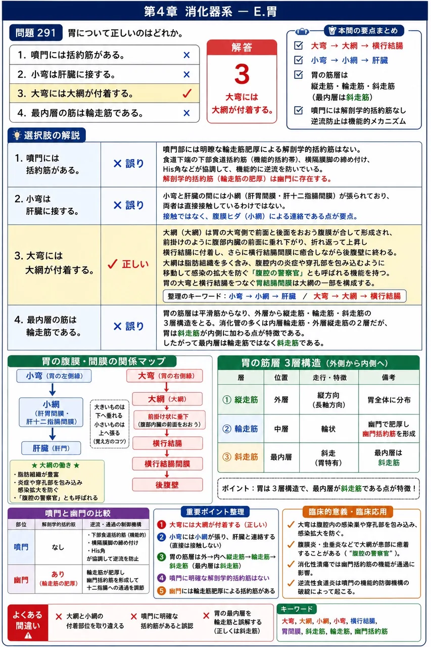 あマ指 第26回(2018) 問題22｜胃について正しいのはどれか。 解説図