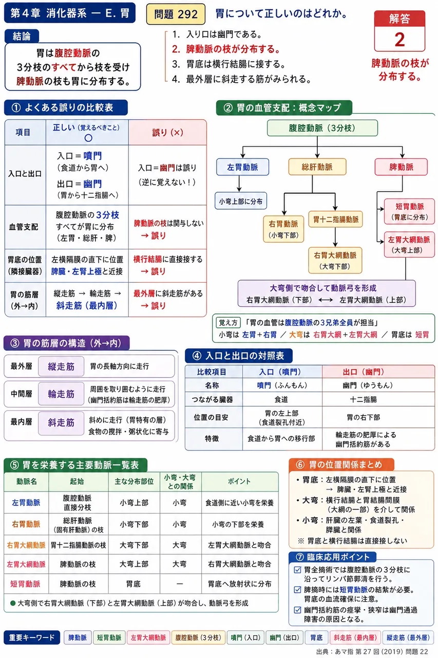 あマ指 第27回(2019) 問題22｜胃について正しいのはどれか。 解説図