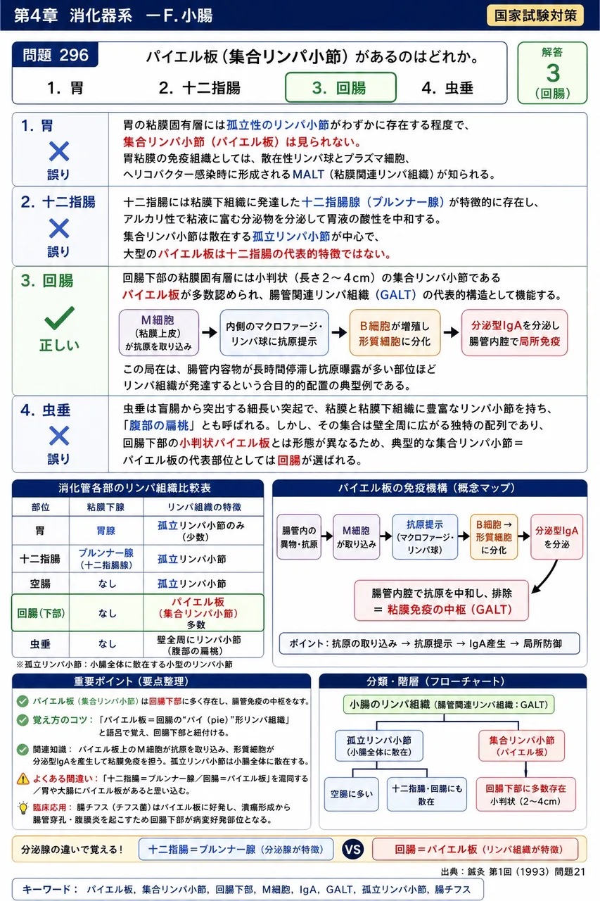 鍼灸 第1回(1993) 問題21|パイエル板(集合リンパ小節)があるのはどれか。 解説図