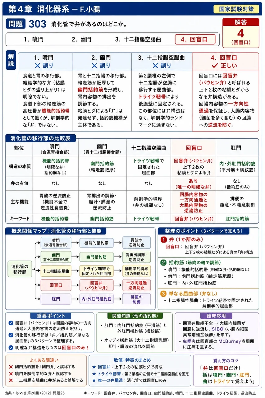 あマ指 第20回(2012) 問題25|消化管で弁があるのはどこか。 解説図