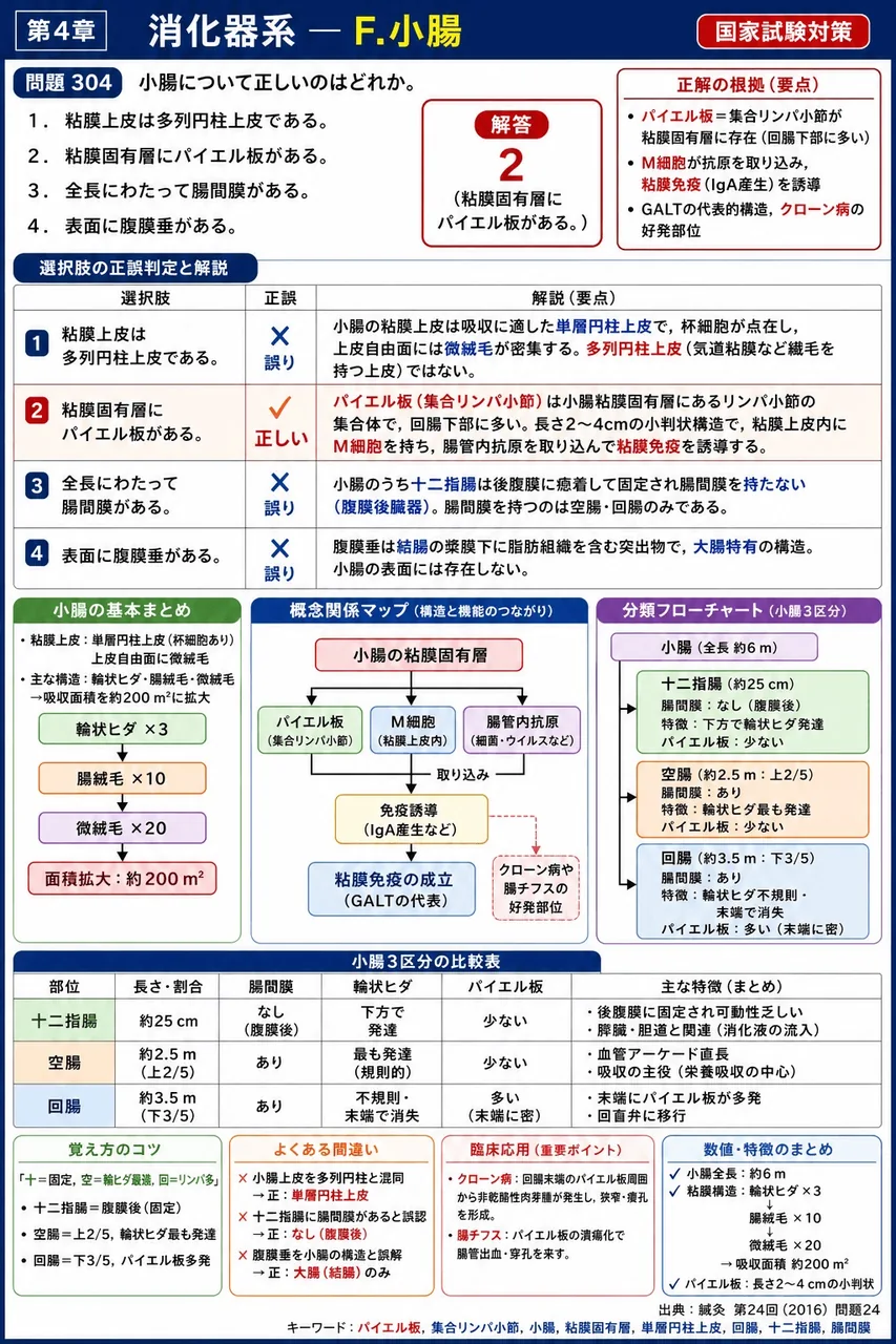 鍼灸 第24回(2016) 問題24|小腸について正しいのはどれか。 解説図