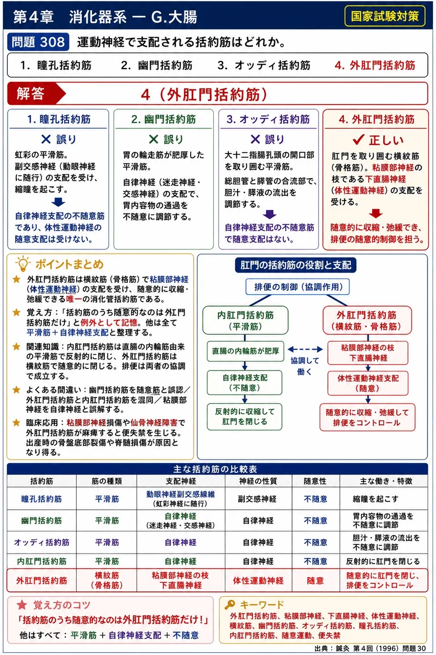 鍼灸 第4回(1996) 問題30|運動神経で支配される括約筋はどれか。 解説図