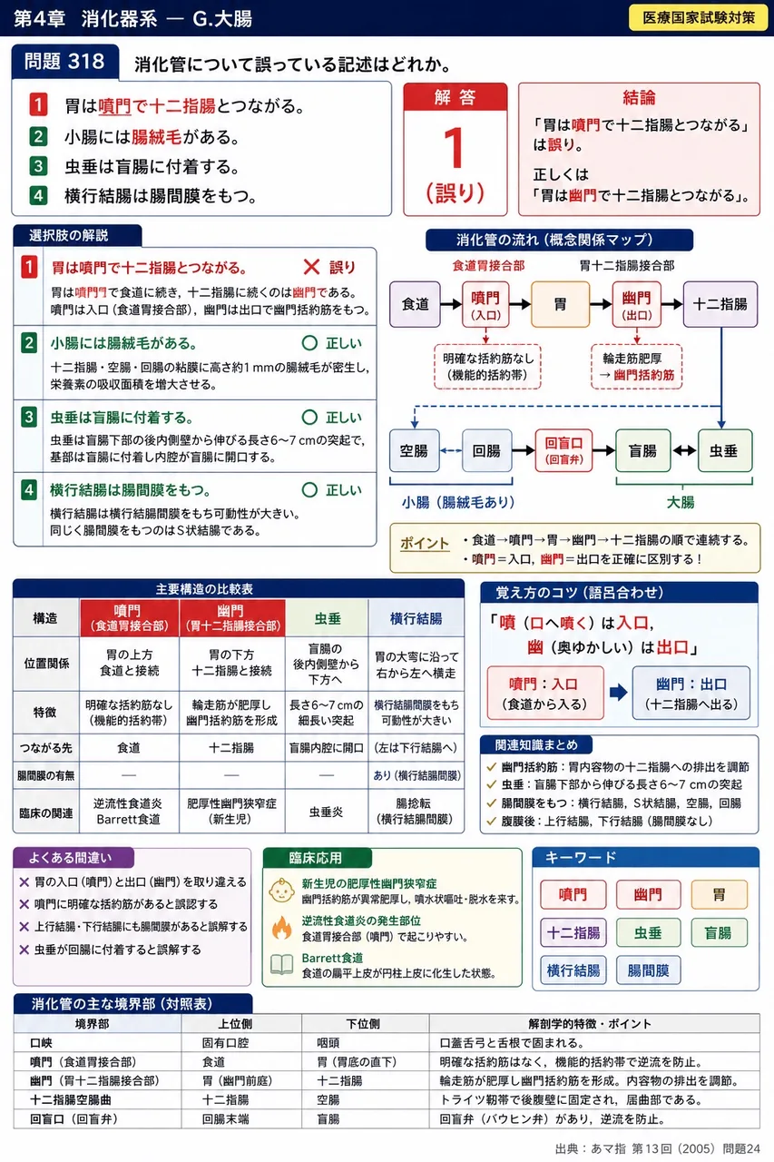 あマ指 第13回(2005) 問題24|消化管について誤っている記述はどれか。 解説図
