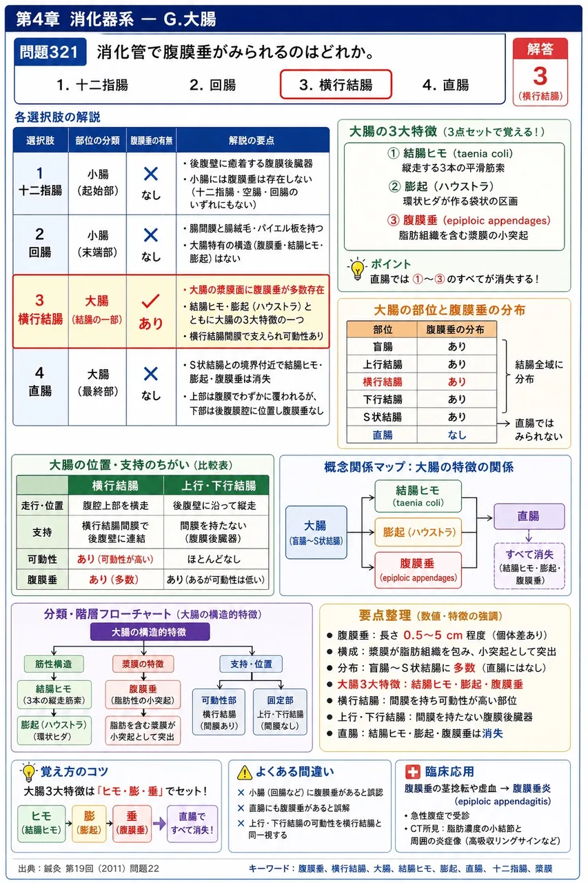 鍼灸 第19回(2011) 問題22｜消化管で腹膜垂がみられるのはどれか。 解説図