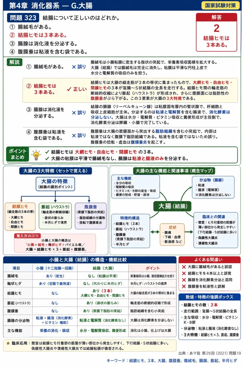 あマ指 第29回(2021) 問題19|結腸について正しいのはどれか。 解説図