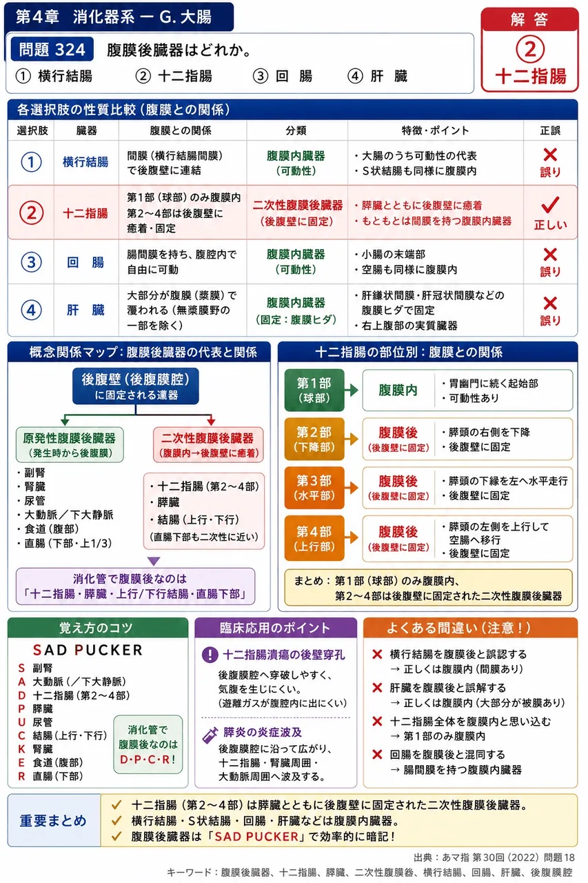 あマ指 第30回(2022) 問題18｜腹膜後臓器はどれか。 解説図