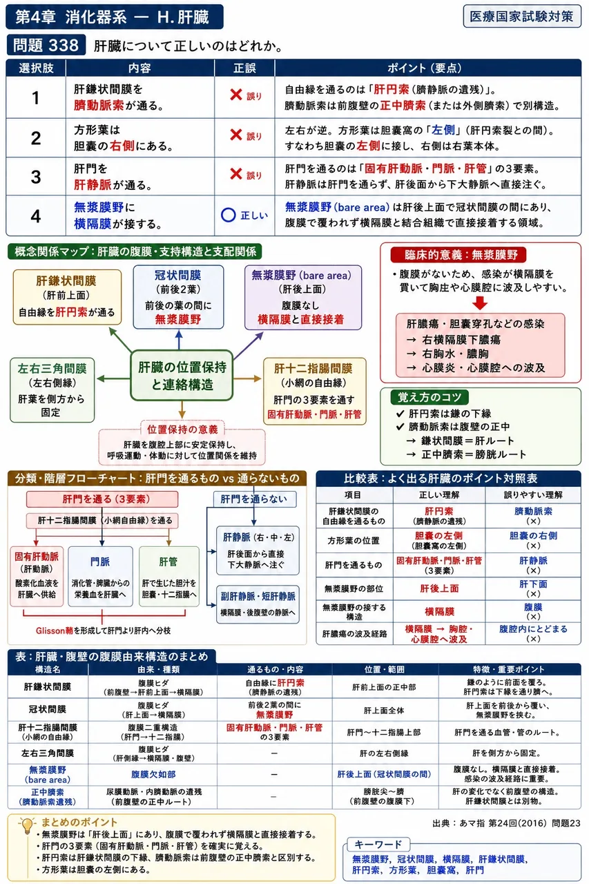 あマ指 第24回(2016) 問題23|肝臓について正しいのはどれか。 解説図