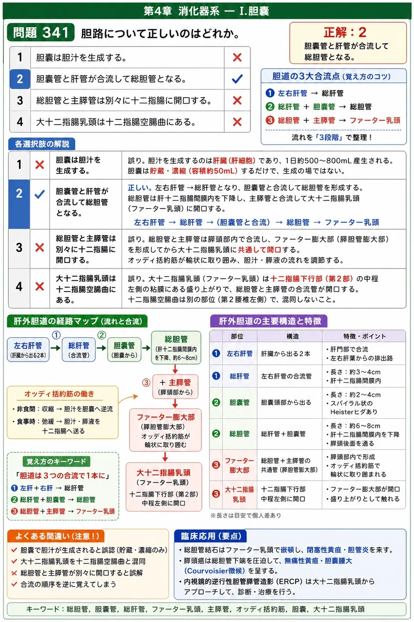 あマ指 第34回(2026) 問題19|胆路について正しいのはどれか。 解説図
