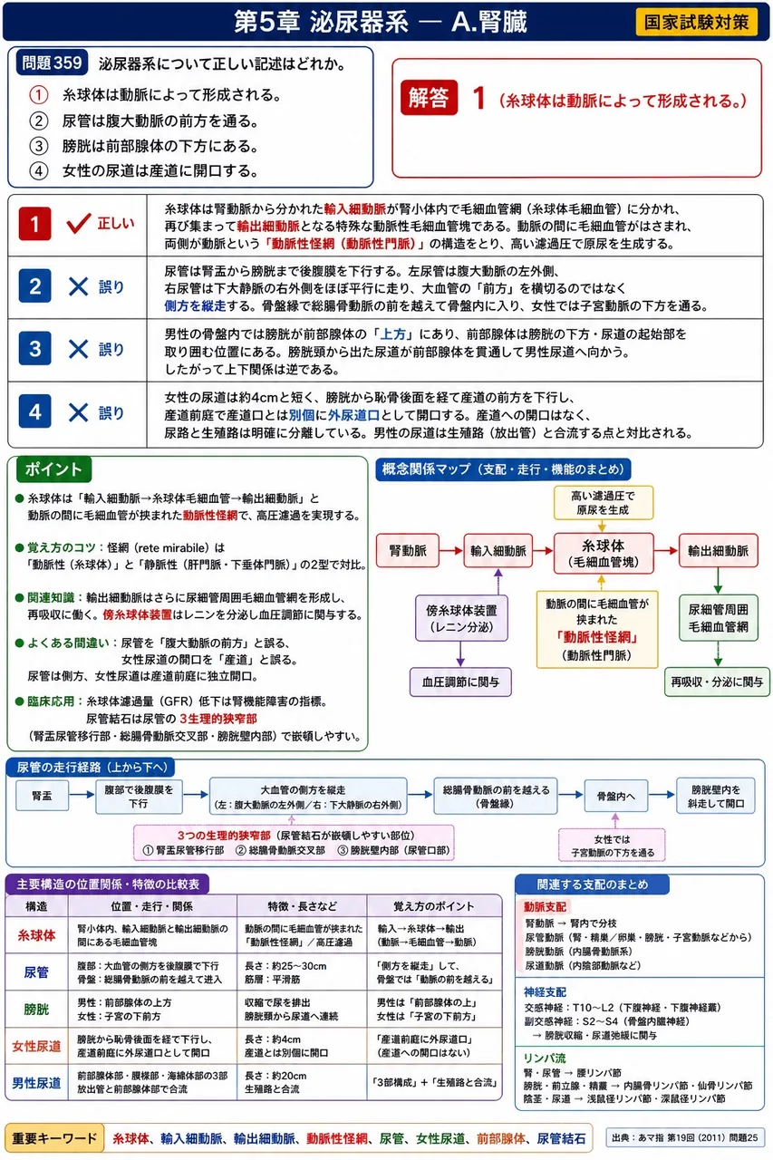 あマ指 第19回(2011) 問題25|泌尿器系について正しい記述はどれか。 解説図