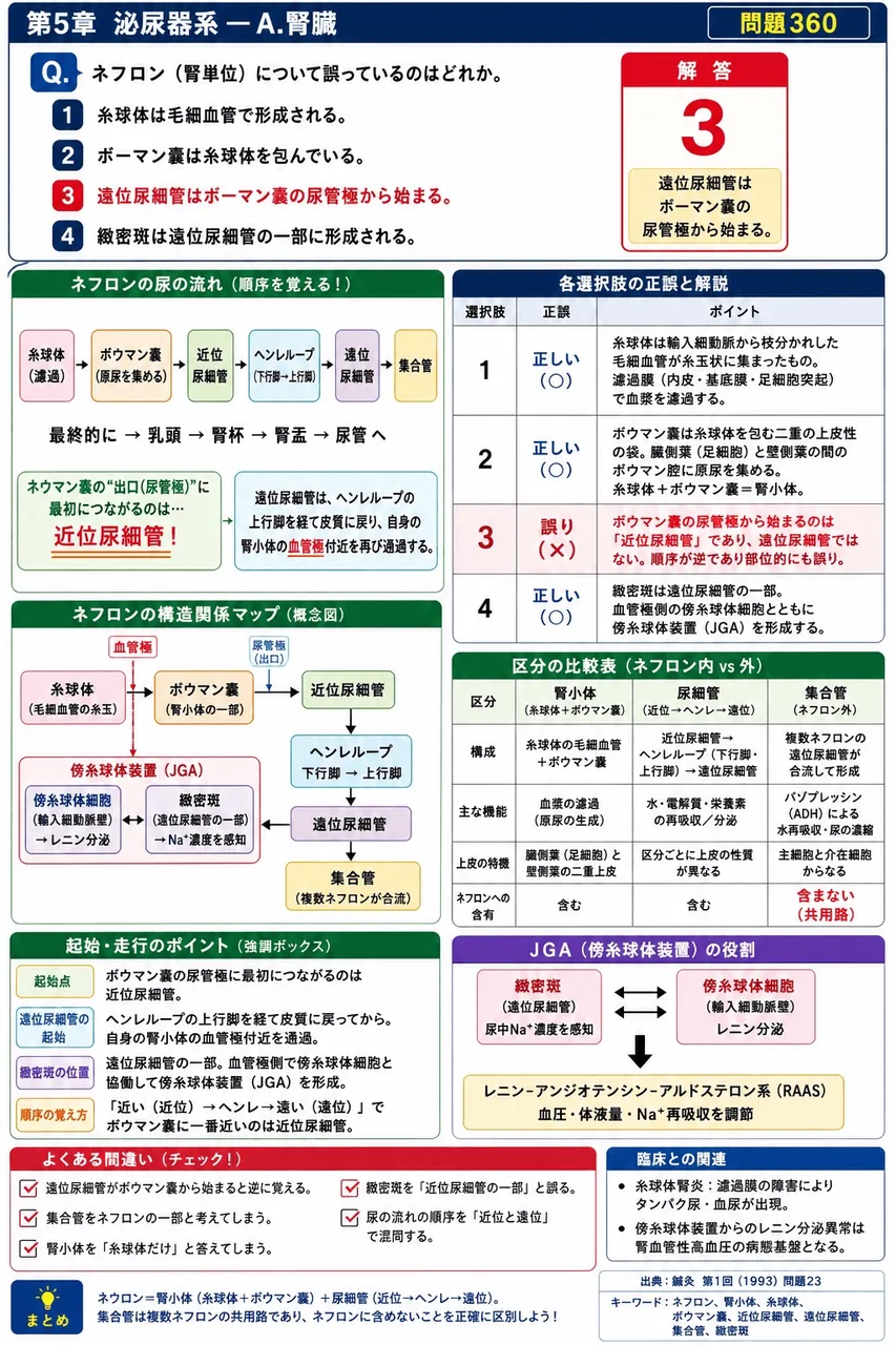鍼灸 第1回(1993) 問題23｜ネフロン（腎単位）について誤っているのはどれか。 解説図
