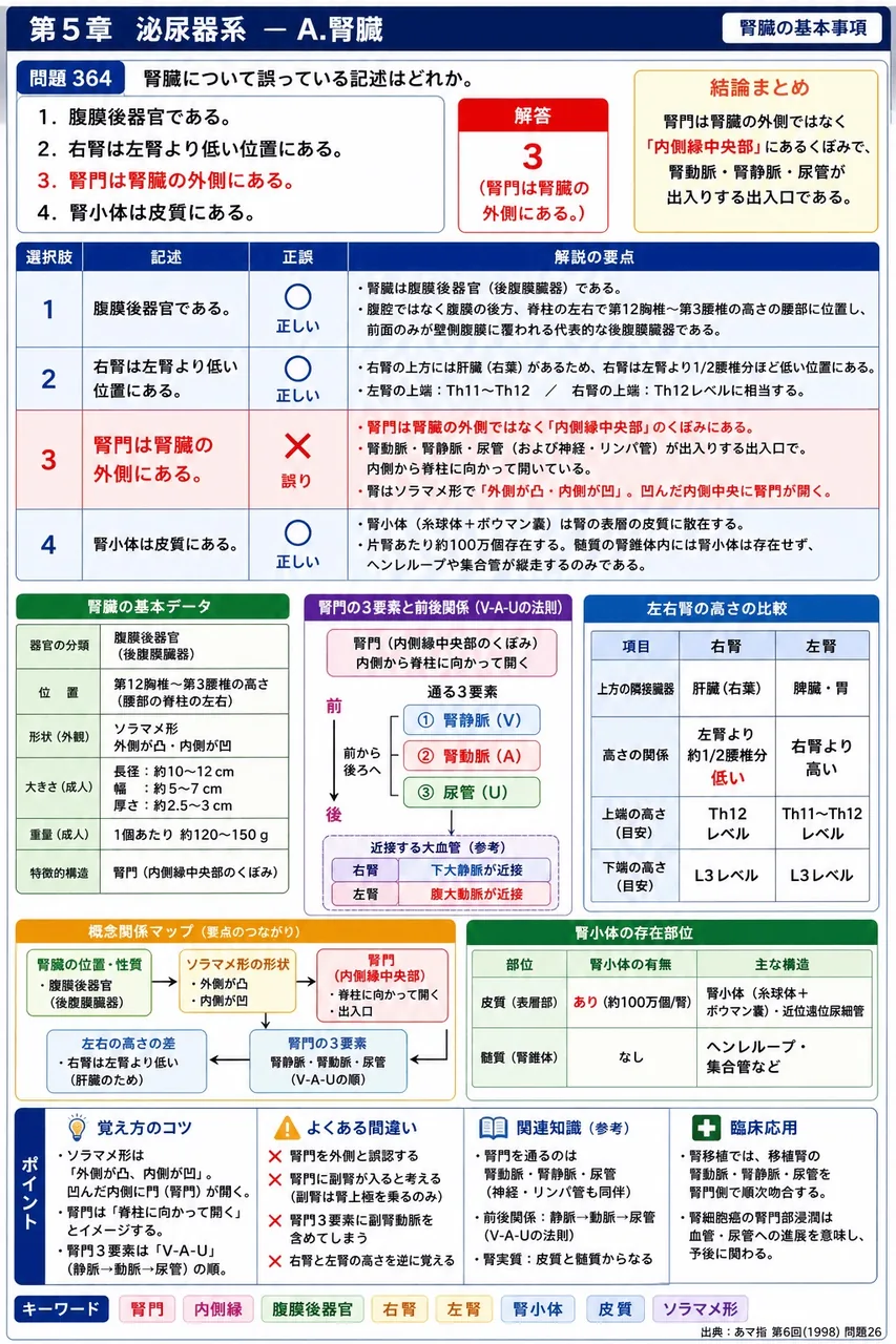 あマ指 第6回(1998) 問題26｜腎臓について誤っている記述はどれか。 解説図