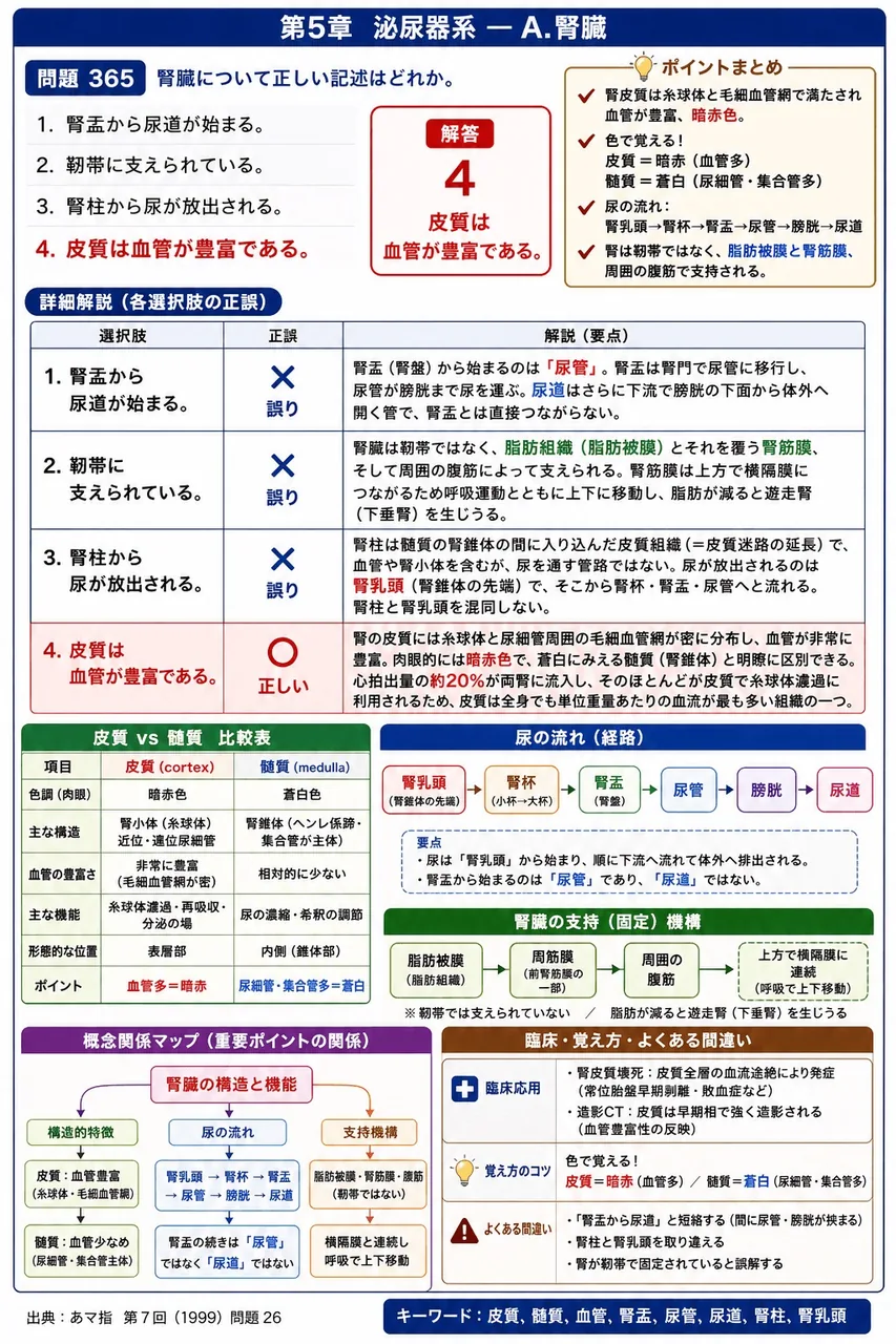 あマ指 第7回(1999) 問題26｜腎臓について正しい記述はどれか。 解説図